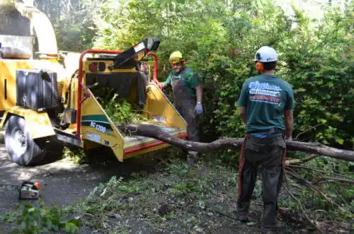 tree services Sebring